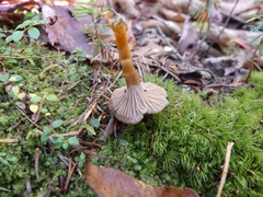 Craterellus tubaeformis