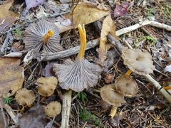 Craterellus tubaeformis
