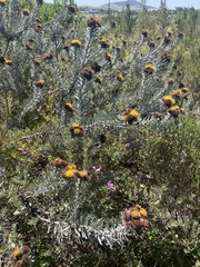 Leucospermum parile