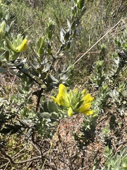 Xiphotheca lanceolata