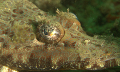 Cymbacephalus beauforti