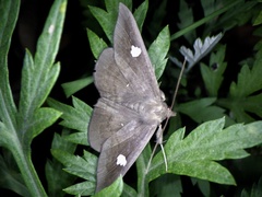 Edessena gentiusalis