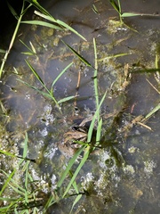 Litoria nasuta