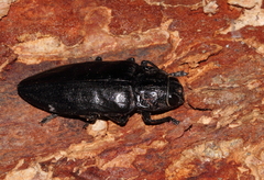 Chalcophora detrita