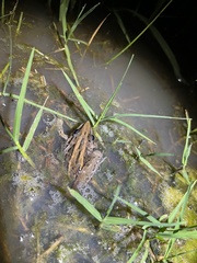 Litoria nasuta