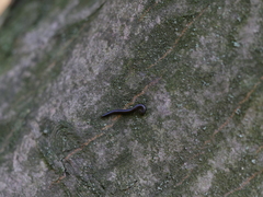 Tachypodoiulus niger