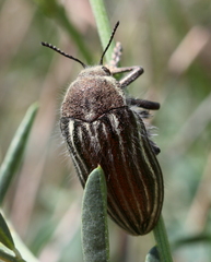 Julodis andreae