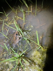 Litoria nasuta