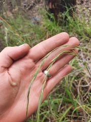 Microlaena stipoides