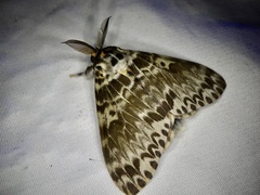 Lymantria mathura aurora