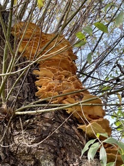 Laetiporus sulphureus