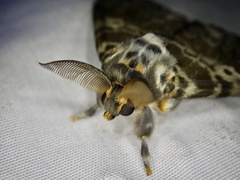 Lymantria mathura aurora