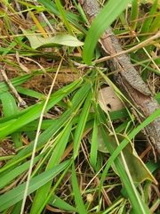 Microlaena stipoides