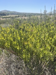 Leucadendron lanigerum lanigerum