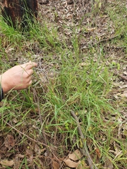 Microlaena stipoides