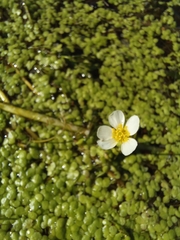 Batrachium