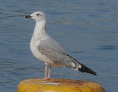 Larus michahellis