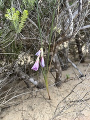 Gladiolus gueinzii