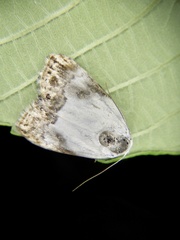Nolathripa lactaria