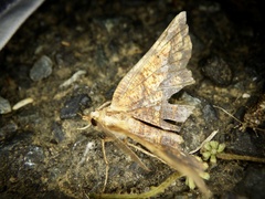 Garaeus specularis