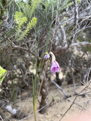 Gladiolus gueinzii