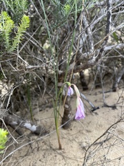 Gladiolus gueinzii