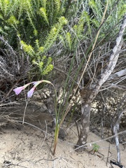 Gladiolus gueinzii
