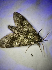 Dolbina tancrei