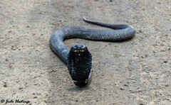 Hemachatus haemachatus