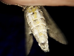 Dolbina tancrei