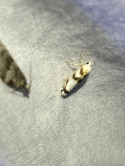 Philenora aspectalella