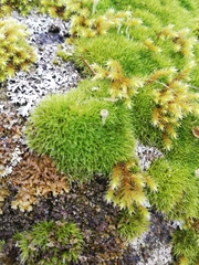 Grimmia pulvinata