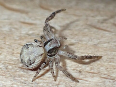 Xysticus verneaui