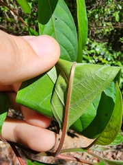 Hamelia patens