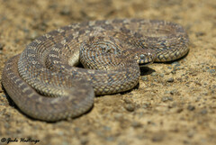 Dasypeltis scabra