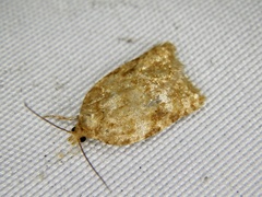 Acleris affinatana
