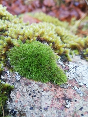 Grimmia pulvinata