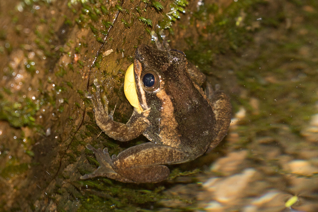 Krefft's Puddle Frog