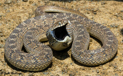 Dasypeltis scabra