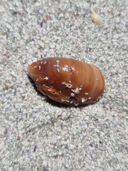 Crepidula porcellana