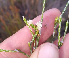 Lachnaea villosa