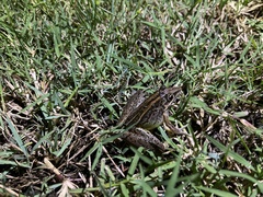 Litoria nasuta