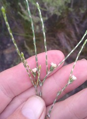 Lachnaea villosa
