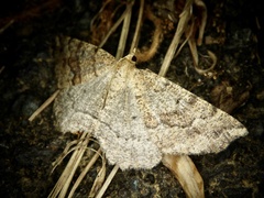 Xerodes rufescentaria