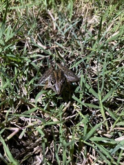 Litoria nasuta