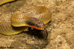 Crotaphopeltis hotamboeia