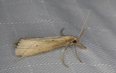 Donacaula