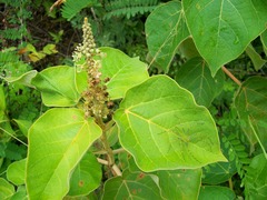 Croton suberosus