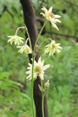 Knowltonia anemonoides