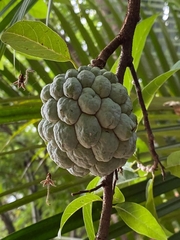 Annona
